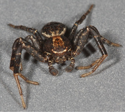 Crab Spider, Xysticus montanensis